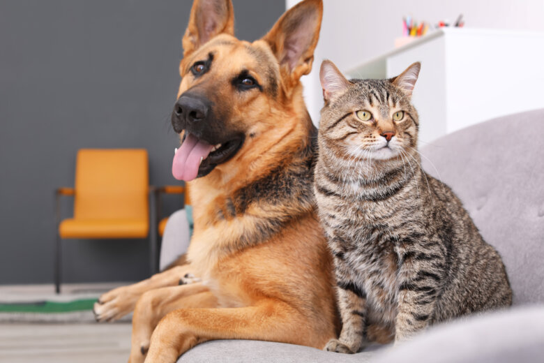 German shepherd sharing a bed with tabby cat