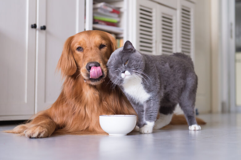 Gray cat affectionately bonding with golden lab