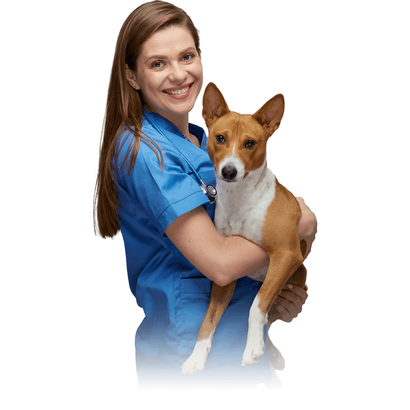 bluestem® veterinarian holding a medium-sized dog